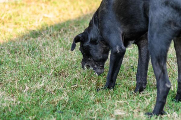 4 Gründe, warum ein Hund Gras frisst