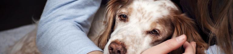 Bauchschmerzen beim Hund: Ursachen, Symptome, Tipps