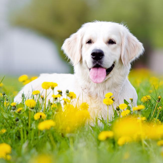 Bachblüten nach Maß für Hunde