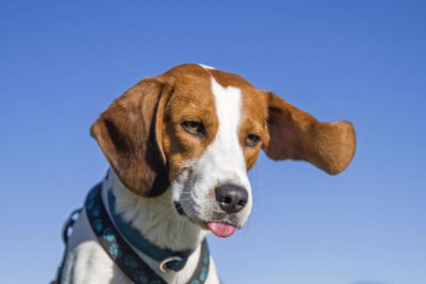 Bachblüten für Ihren Beagle-Hund